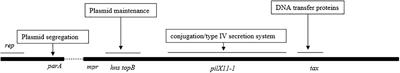 In silico Evolution and Comparative Genomic Analysis of IncX3 Plasmids Isolated From China Over Ten Years